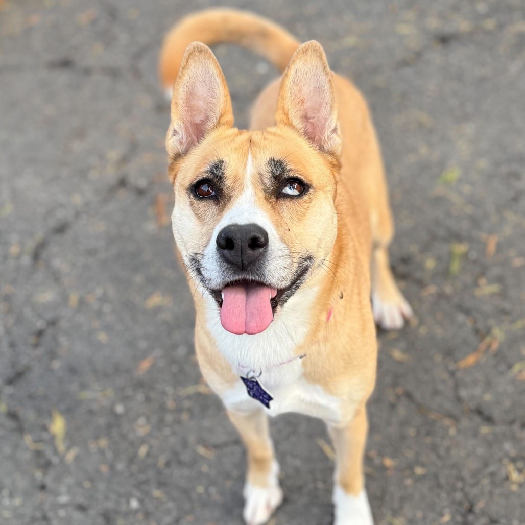 Photo of Latto, adoptable Mixed Breed (Medium) in San Francisco, California