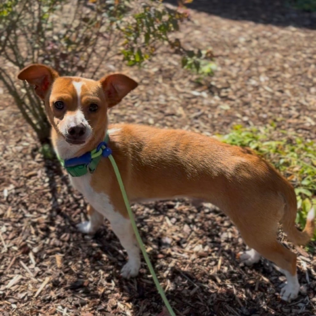 Photo of Diego, adoptable Chihuahua / Mixed Breed (Small) in Newberg, Oregon