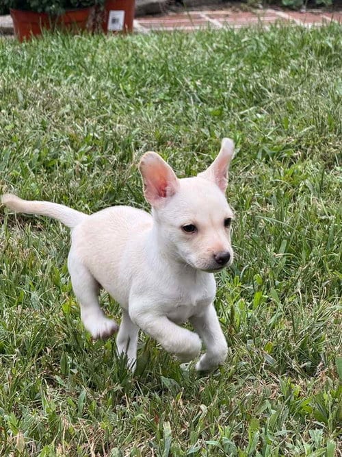 Photo of Chrissie (AL), adoptable Chihuahua in New York, New York