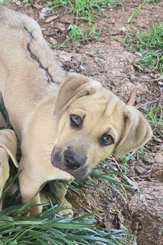 Photo of Rex, adoptable Black Mouth Cur in Tabernash, Colorado