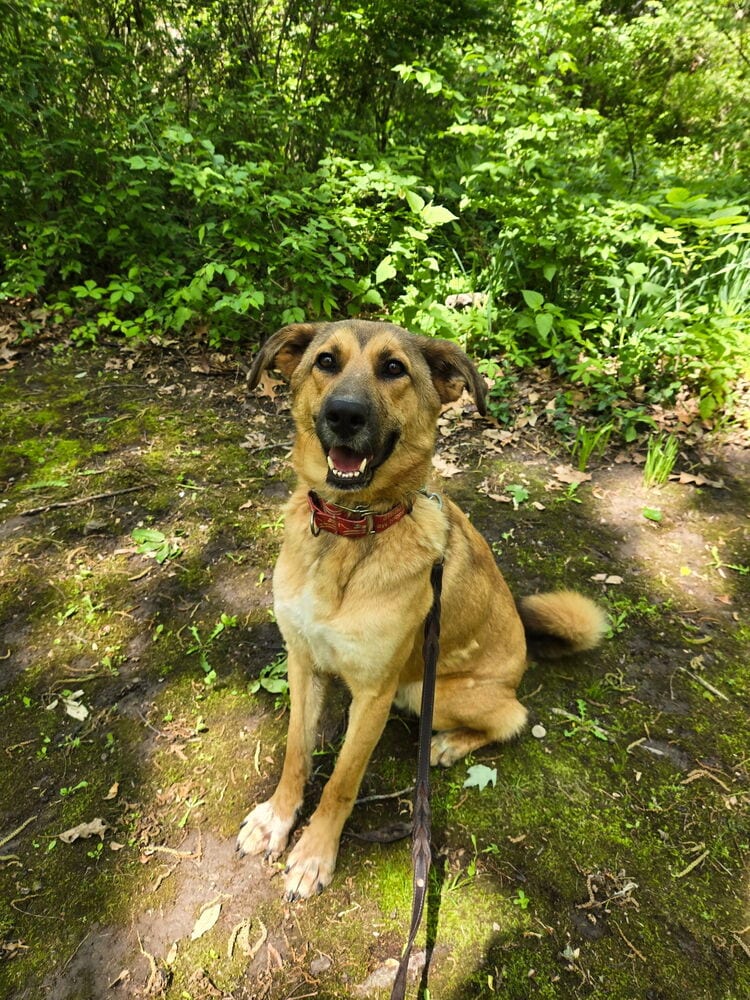 Photo of Tooger - Longest Canine Resident, adoptable Shepherd (Unknown Type) in Linton, Indiana