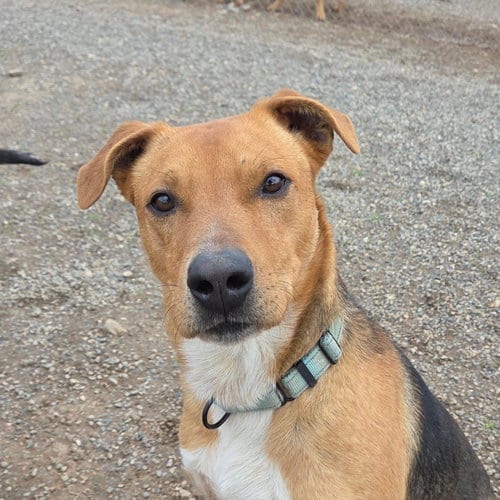 Photo of Scotty, adoptable Black Mouth Cur in Yreka, California