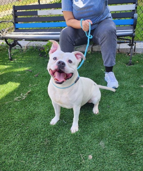 Photo of Tito, adoptable American Bulldog in Perth Amboy, New Jersey