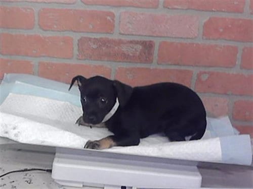 Photo of Maple, adoptable Chihuahua in Houston, Texas
