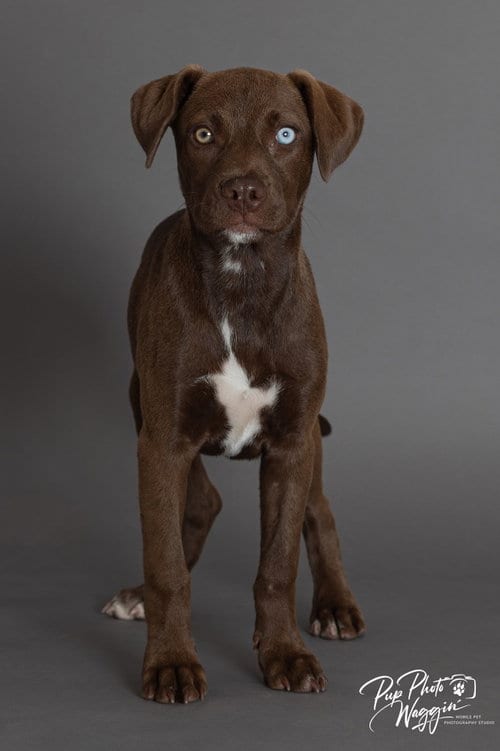 Photo of Aitana Bonmati, adoptable Labrador Retriever in Claremore, Oklahoma