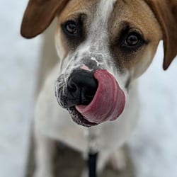Photo of Paxton, adoptable Mixed Breed (Medium) Hound (Unknown Type) in Carmel, New York