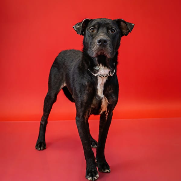 Photo of Cole Hw+, adoptable Pit Bull cross in Lawrenceville, Georgia
