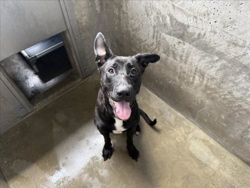 Photo of Harley, adoptable Labrador Retriever in Van Nuys, California