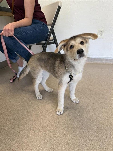 Photo of Maddie, adoptable Siberian Husky in Long Beach, California