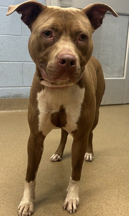 Photo of Autumn, adoptable dog in Chamblee, Georgia