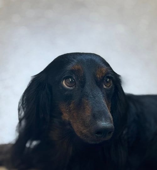 Photo of Bobby, adoptable Dachshund in York, South Carolina