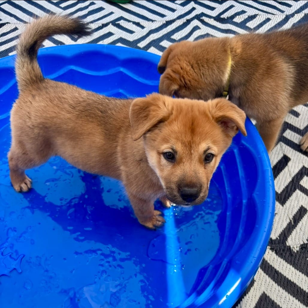Photo of Sneezy, adoptable Husky / Mixed Breed (Large) in Oceanside, California