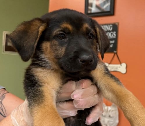 Photo of Backpack, adoptable Labrador Retriever in Burnsville, North Carolina