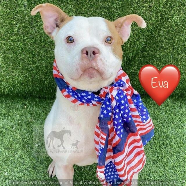 Photo of Eva, adoptable Staff Terrier A in Chicago Ridge, Illinois