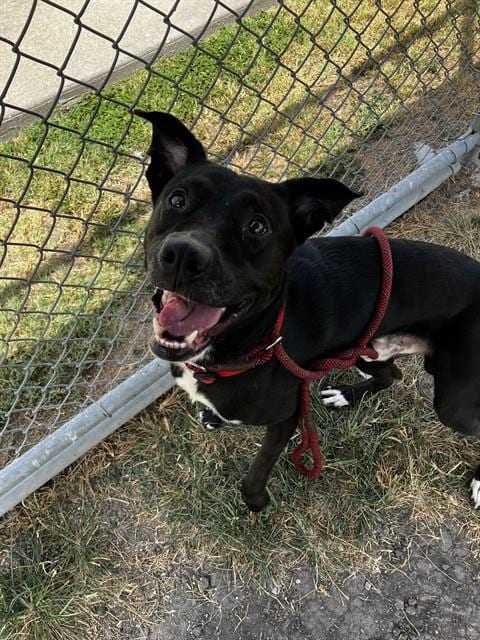 Photo of Trip, adoptable Labrador Retriever in Corpus Christi, Texas