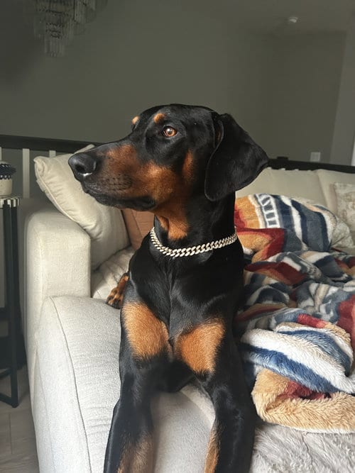 Photo of Killian, adoptable Doberman Pinscher in Minneaoplis, Minnesota