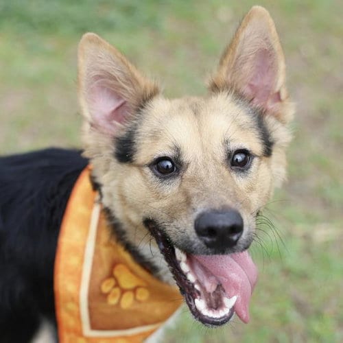Photo of Geronimo, adoptable German Shepherd Dog in San Antonio, Texas