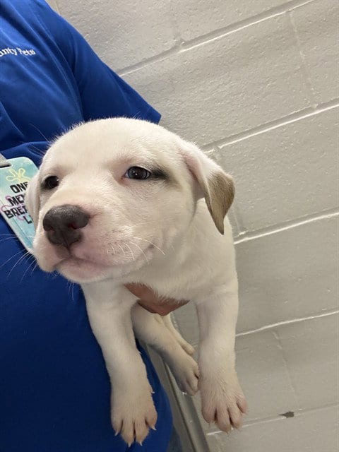 Photo of A659994, adoptable Pit Bull Terrier in Houston, Texas