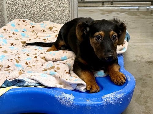 Photo of Raven, adoptable Dachshund in Santa Rosa, California