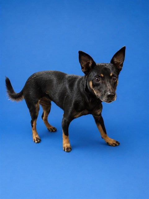 Photo of Rocko, adoptable Chihuahua in Miami, Florida