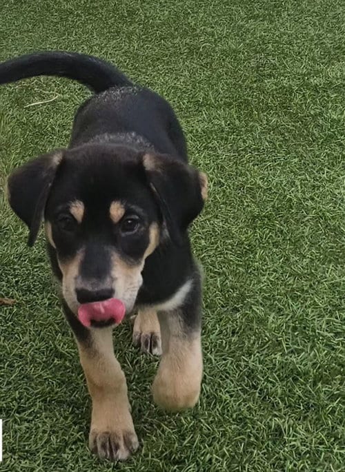 Photo of Gia, adoptable Unknown breed in Rancho Santa Fe, California