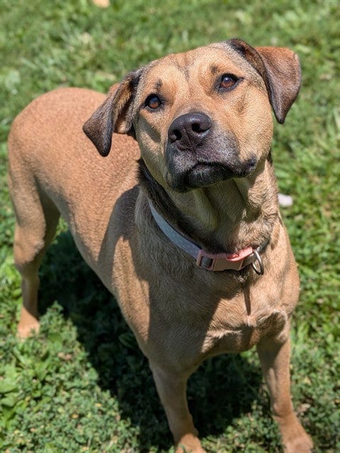 Photo of Princess, adoptable Labrador Retriever in St Peters, Missouri