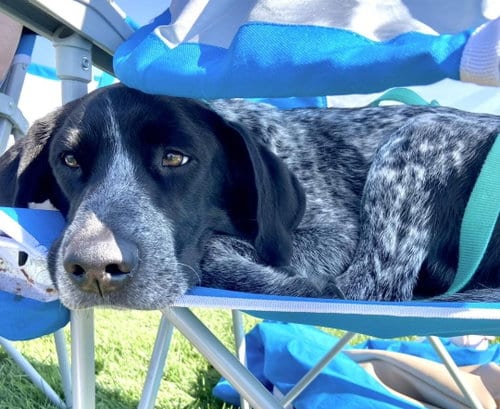 Photo of Winston (Winnie), adoptable German Shorthaired Pointer in Evergreen, Colorado