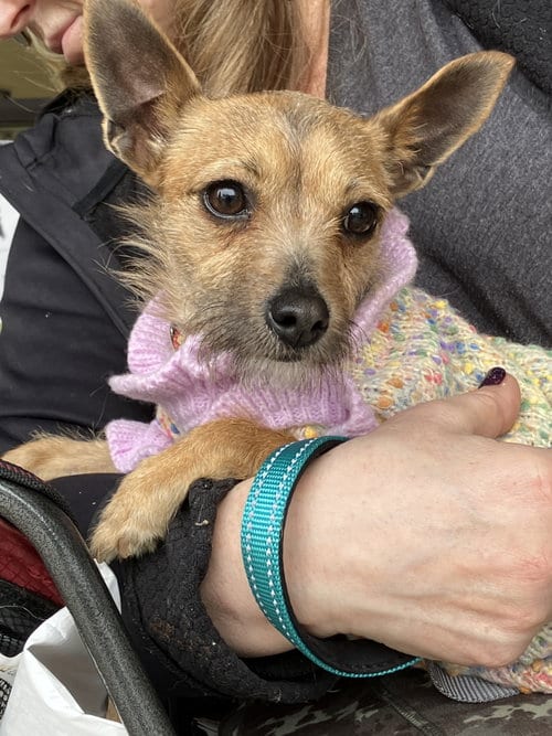 Photo of Ruthie, adoptable Chihuahua in danville, California