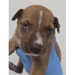 Photo of Honor, adoptable German Shepherd Dog in San Bernardino, California