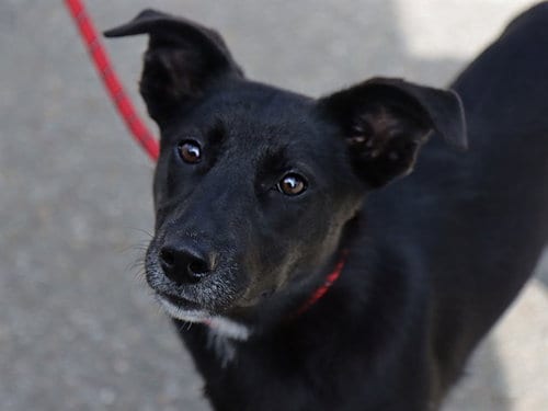 Photo of Lokita, adoptable German Shepherd Dog in Ojai, California