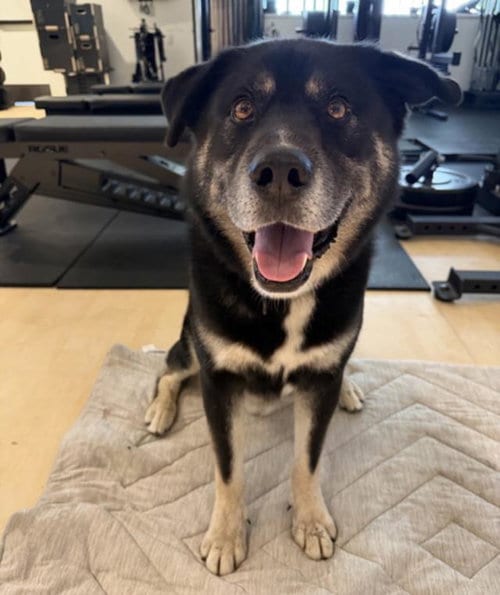 Photo of Ducky, adoptable German Shepherd Dog in Santa Barbara, California