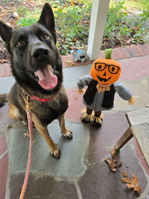 Photo of Niko - Located in IN, adoptable Belgian Shepherd Malinois in Imlay City, Michigan