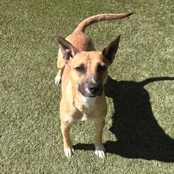Photo of Della 8536, adoptable Shepherd (Unknown Type) Mixed Breed (Medium) in Loxahatchee, Florida