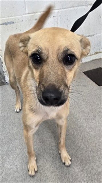Photo of Sugar, adoptable Chihuahua in San Bernardino, California