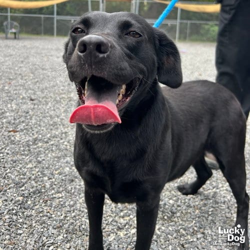 Photo of Rizzoli, adoptable Labrador Retriever in Washington, District of Columbia