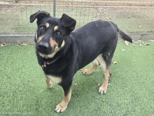 Photo of Magda, adoptable Rottweiler in Van Nuys, California