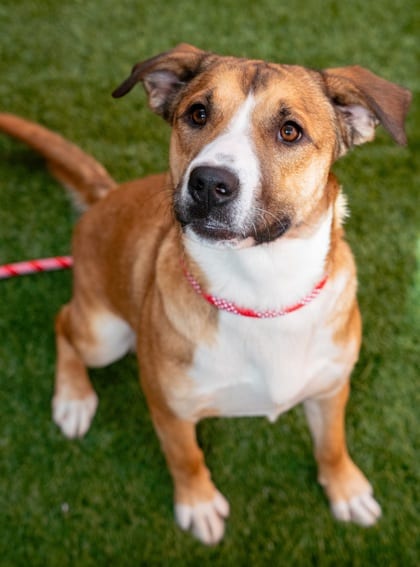 Photo of Opal, adoptable Terrier, Pit Bull/Mix in Farmington, New Mexico