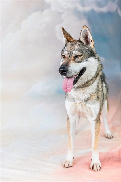 Photo of Willa, adoptable Siberian Husky in Baldwin Park, California