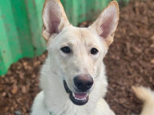 Photo of Hendrix, adoptable German Shepherd Dog in Tacoma, Washington