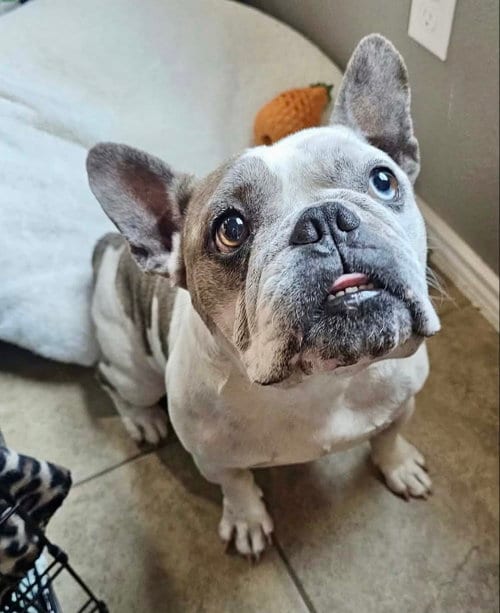 Photo of Frick, adoptable French Bulldog in Plano, Texas