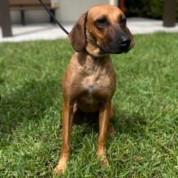 Photo of Carmen Electra 7479, adoptable Hound (Unknown Type) Mixed Breed (Medium) in Loxahatchee, Florida