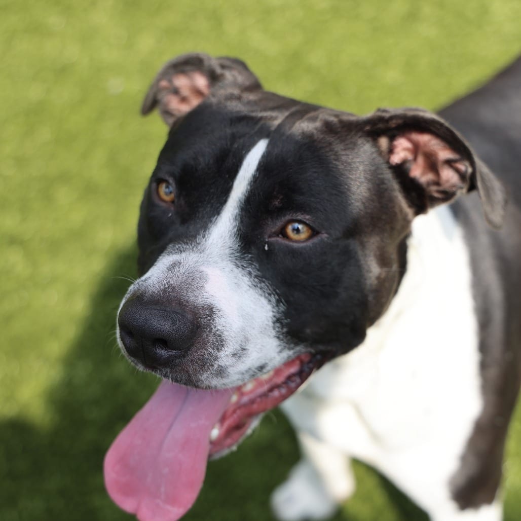 Photo of Shout, adoptable Terrier, American Pit Bull in Spartanburg, South Carolina