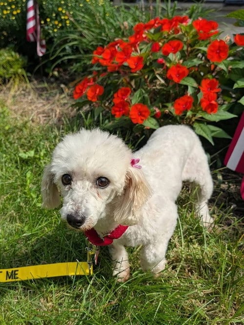 Photo of Giselle, adoptable Coton de Tulear in Caldwell, New Jersey