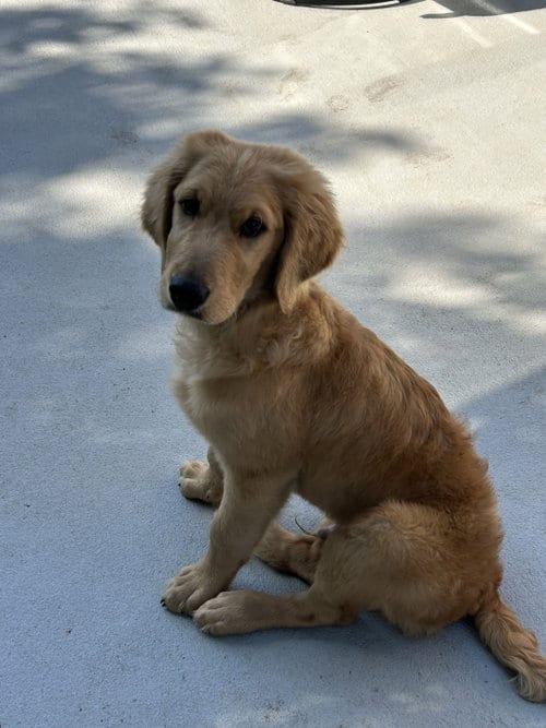 Photo of Clark, adoptable Poodle (Standard) in Fort Worth, Texas