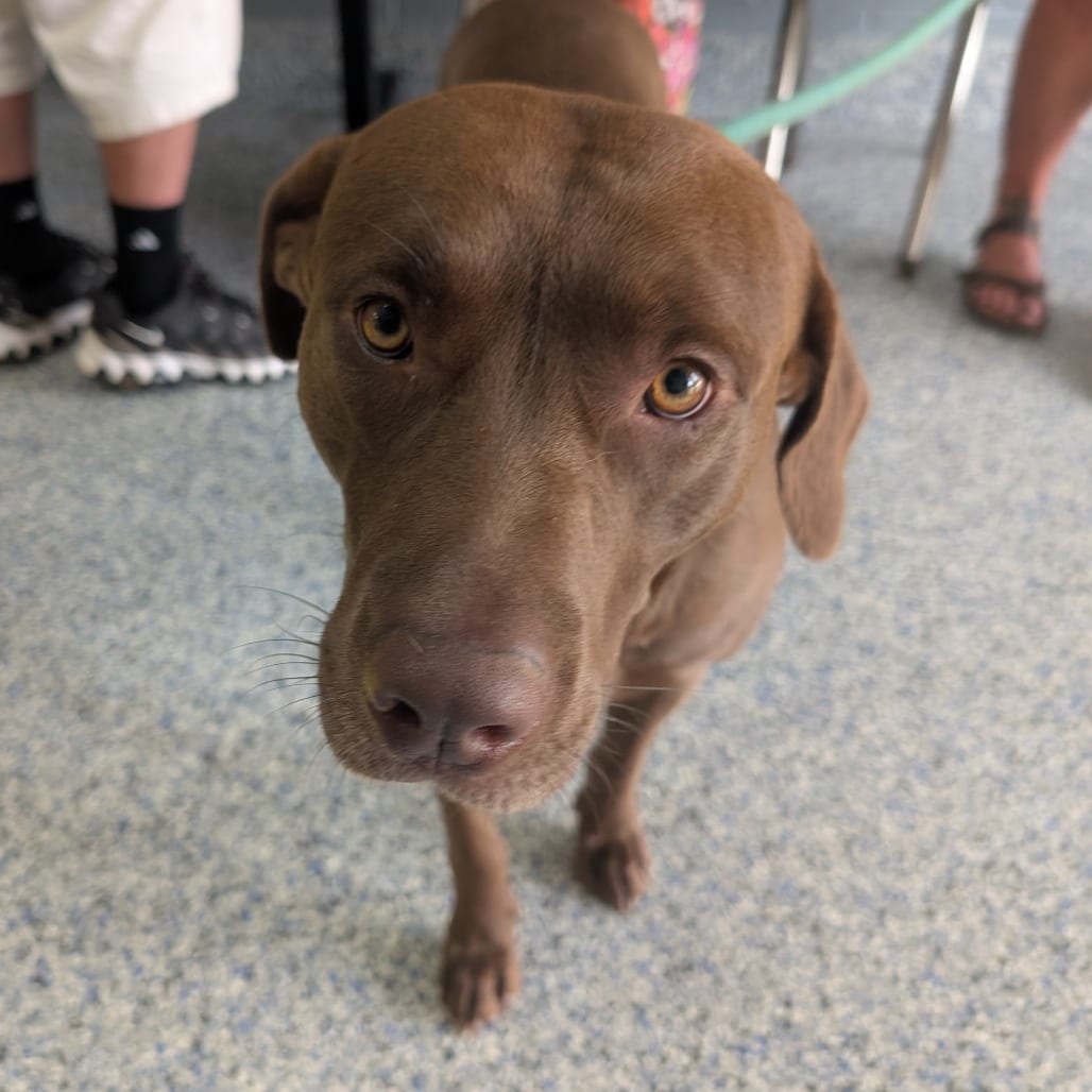 Photo of Wanderer / Wonderful🐾, adoptable Mixed Breed (Large) in Spartanburg, South Carolina