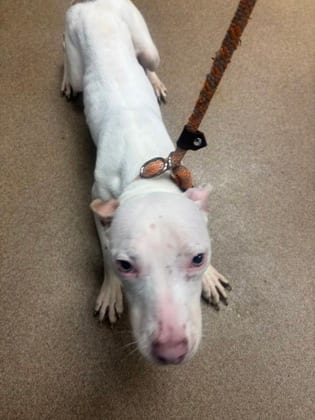 Photo of Huberto, adoptable dog in Chamblee, Georgia