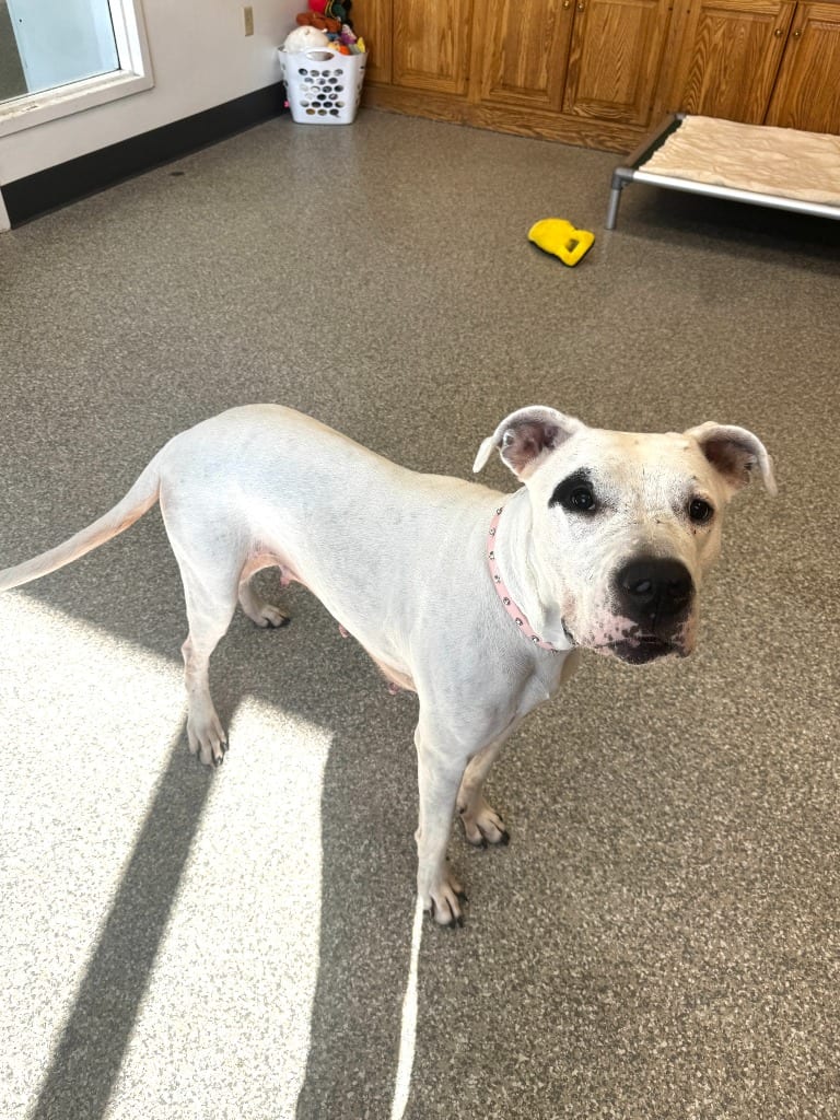 Photo of Cheyenne Rose, adoptable Dogo Argentino in Findlay, Ohio