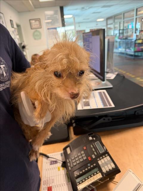 Photo of Peanut, adoptable Maltese in Van Nuys, California