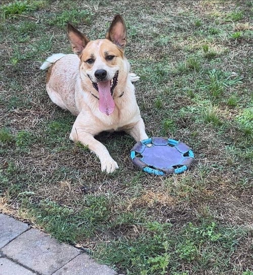Photo of Cody, adoptable Australian Cattle Dog/Blue Heeler in Garden City, New York