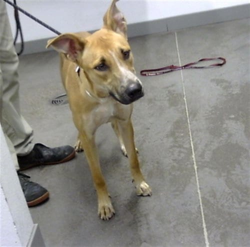 Photo of Nancy Drew, adoptable German Shepherd Dog in Mesa, Arizona